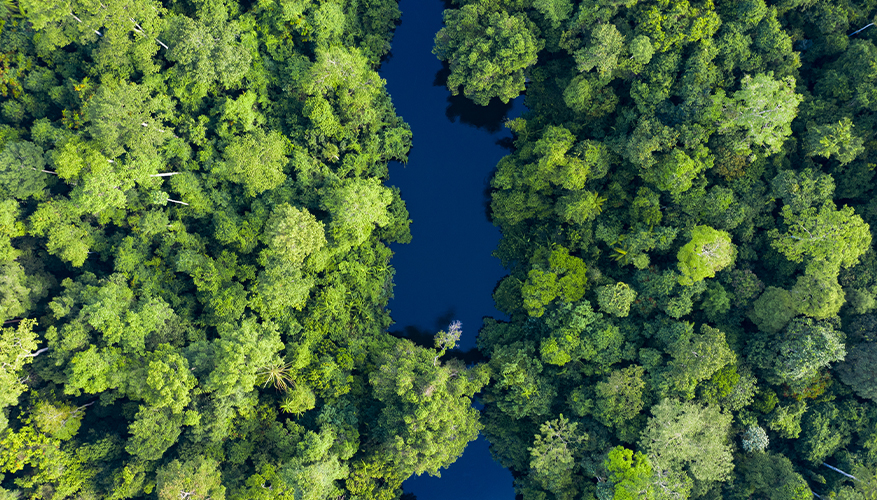 Taman Negara National Park, Malaysia